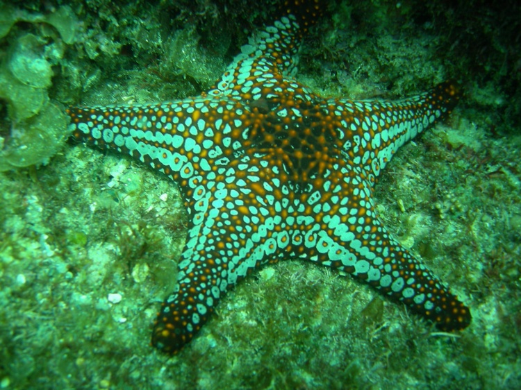 psychodelic starfish