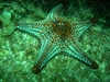 psychodelic starfish