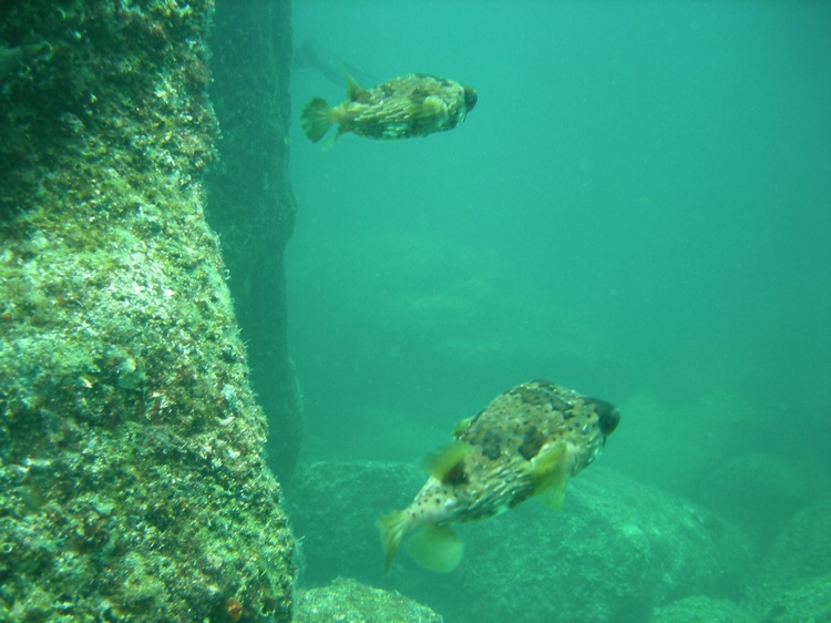 Puffers in La Paz