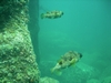 Puffers in La Paz