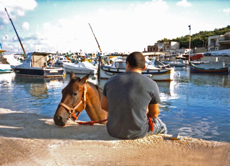 Horse - The Mgarr Harbour (Gozo 2006)