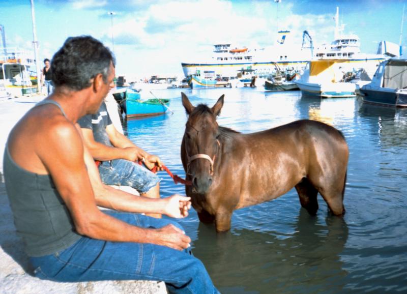 Horse - The Mgarr Harbour (Gozo 2006)