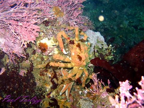 Crab