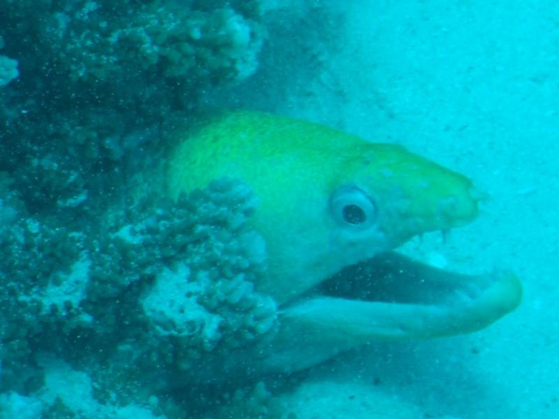 Tahiti Eel