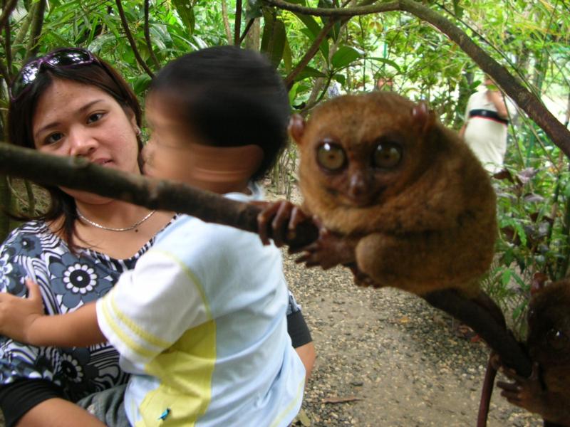  Tarsier. worlds smallest primate found only in Bohol Philippines