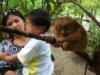  Tarsier. worlds smallest primate found only in Bohol Philippines
