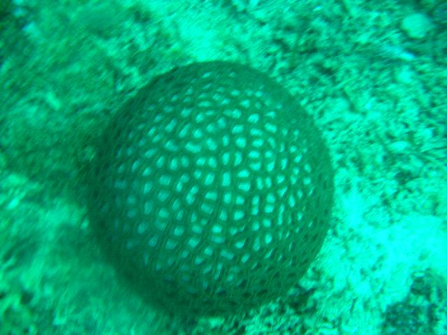  coral ball 45 ft Mactan Is Philippines