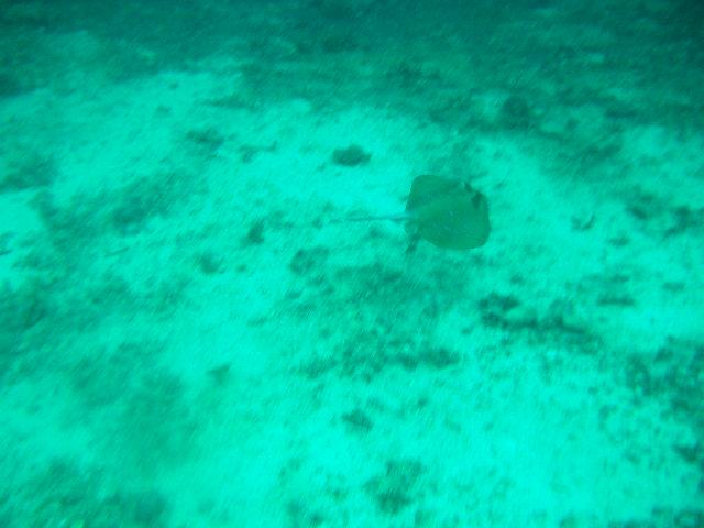  sting ray Mactan Is Philippines
