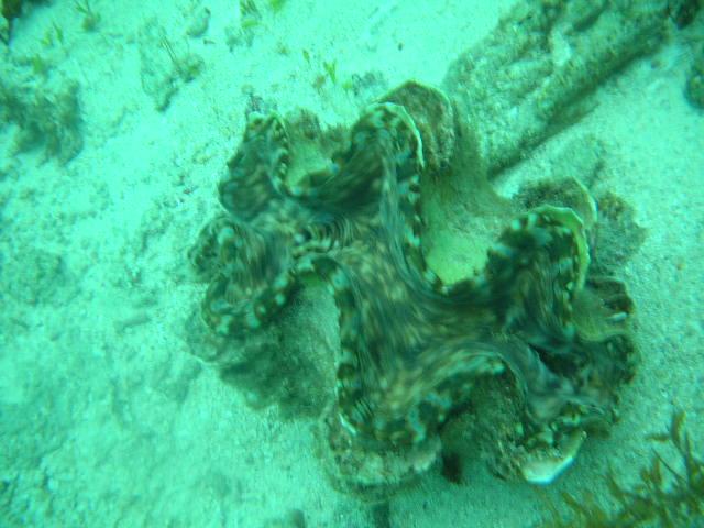  giant clam Mactan Is 