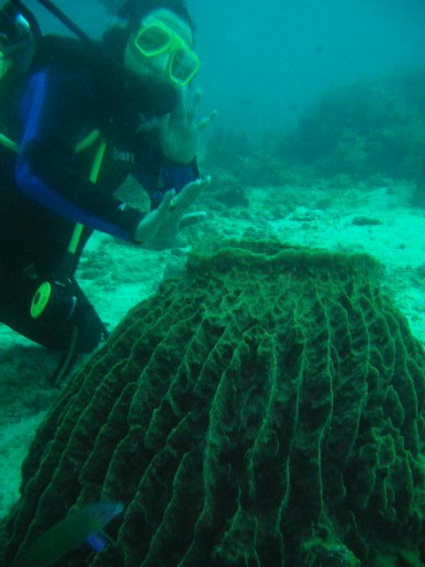 Wife with Barrel Sponge Mactan Is Philippines