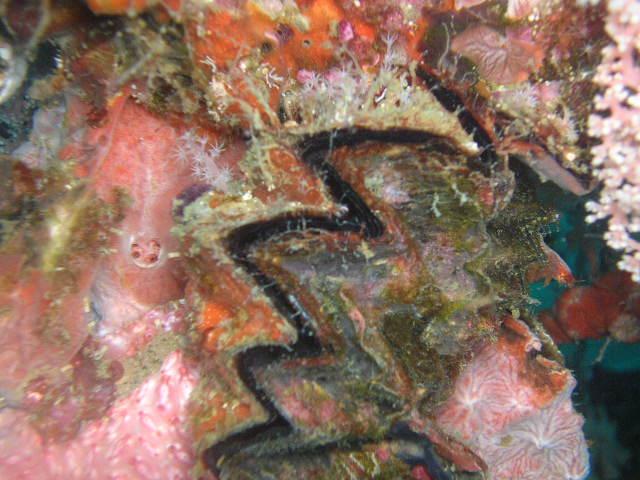 Giant clam Bohol Is Philippines