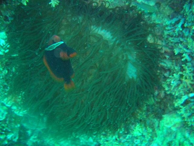 Another clownfish Bohol Is Philippines
