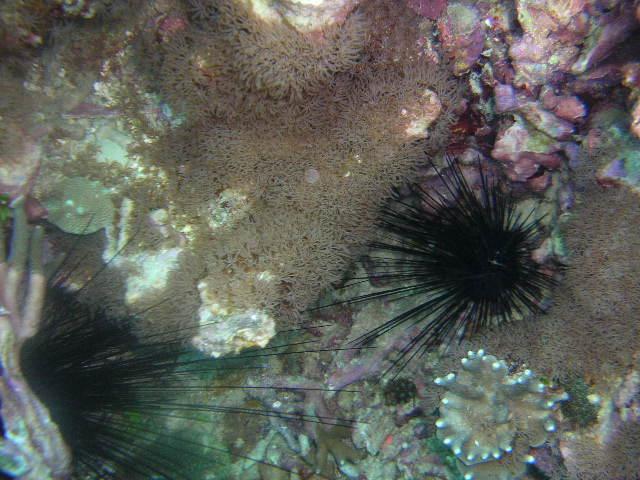 Urchins at safety stop Bohol Is Philippines