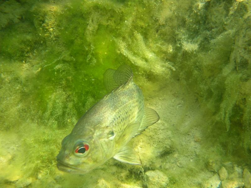  bluegill on nest Haigh Quarry