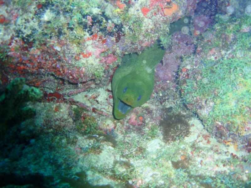 Moray Eel