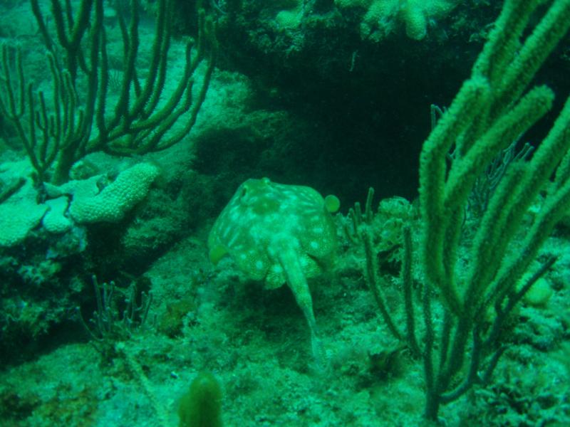 Small Sting Ray