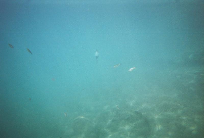 duck diving at Balmorhea