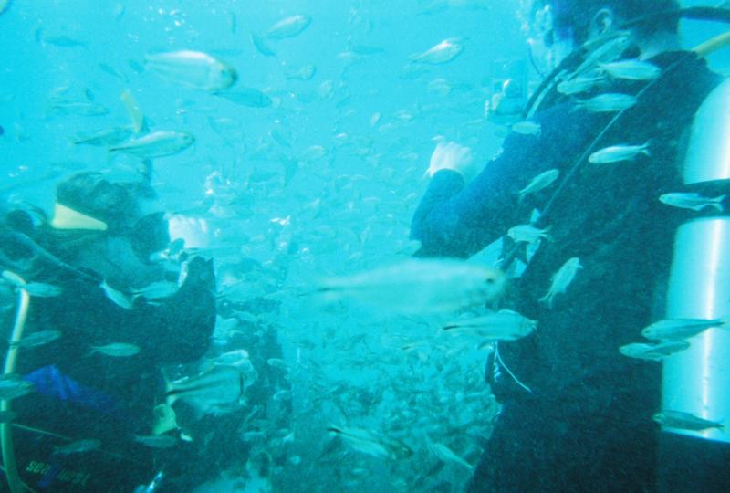 balmorhea fish feeding