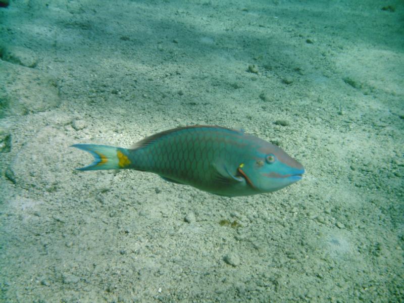 Parrot fish