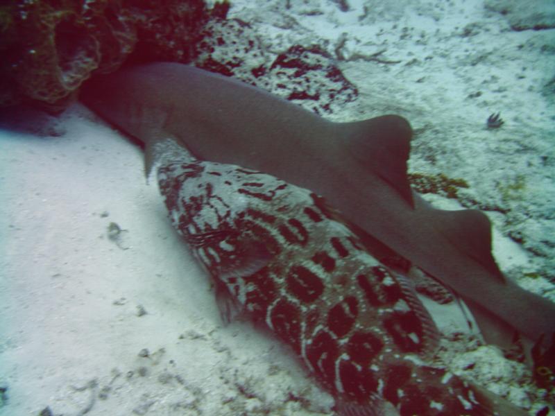 Nurse shark and Grouper sleeping next to eachother