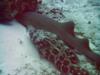 Nurse shark and Grouper sleeping next to eachother