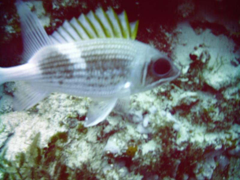 squirel fish