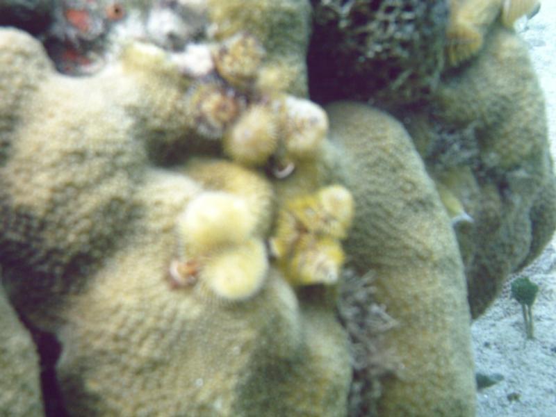 christmas tree worms