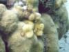 christmas tree worms