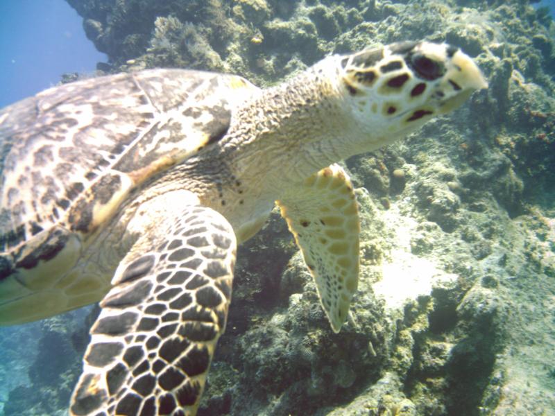 seaturtle