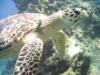 seaturtle