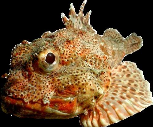 Scorpionfish