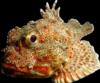 Scorpionfish