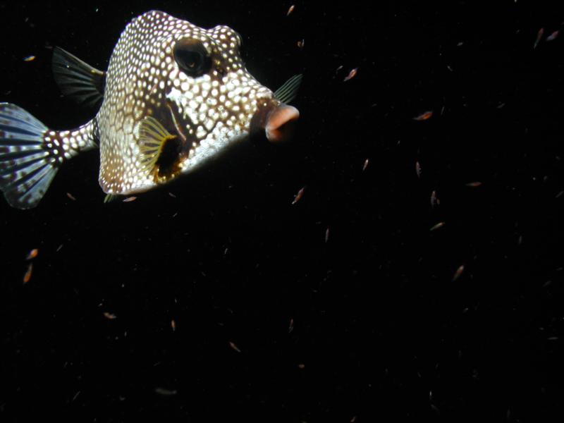 Trunkfish