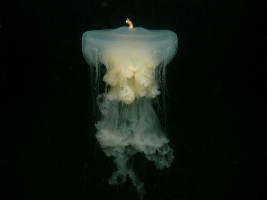 Fried Egg Jellyfish