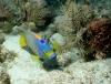 Queen Angelfish