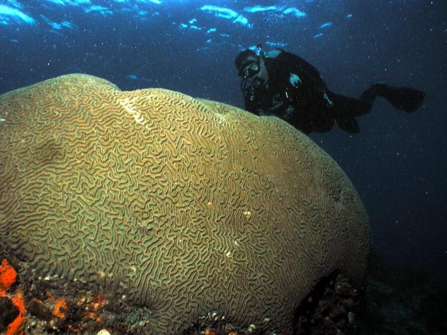 Steve & Boulder Brain Coral