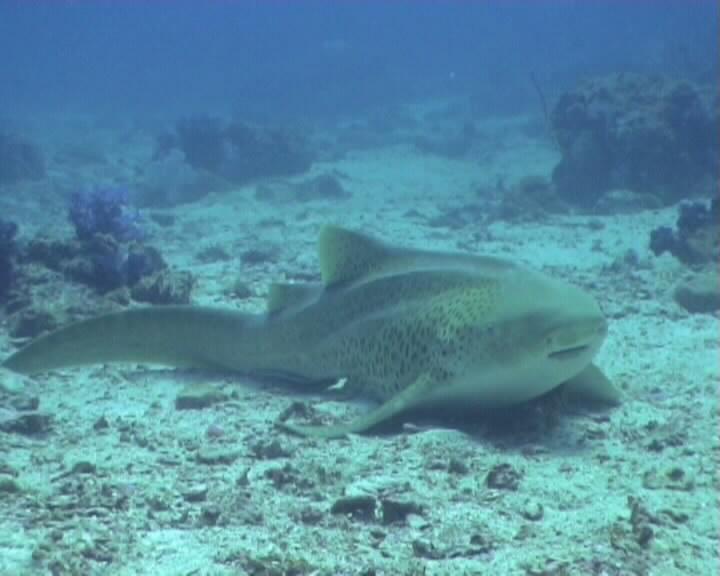 Leopard Shark