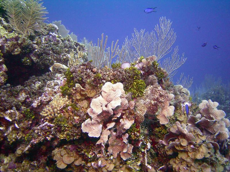 Roatan Reef