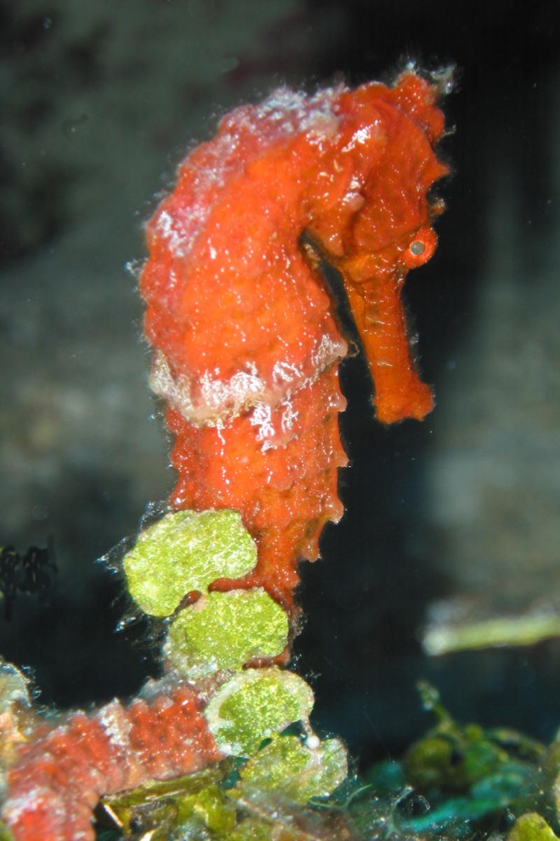 Seahorse on the Reef