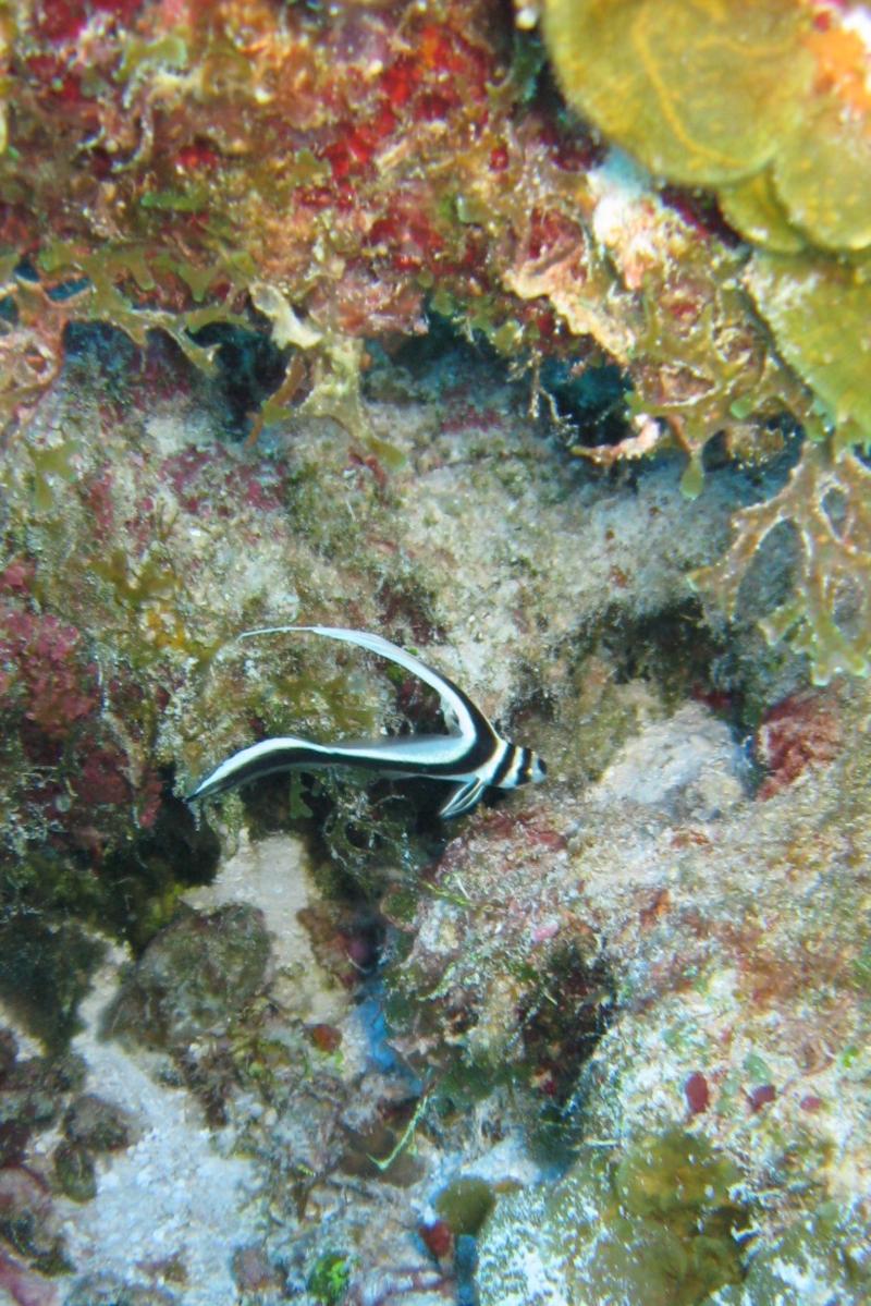 Spotted Drum-Cozumel, Mexico