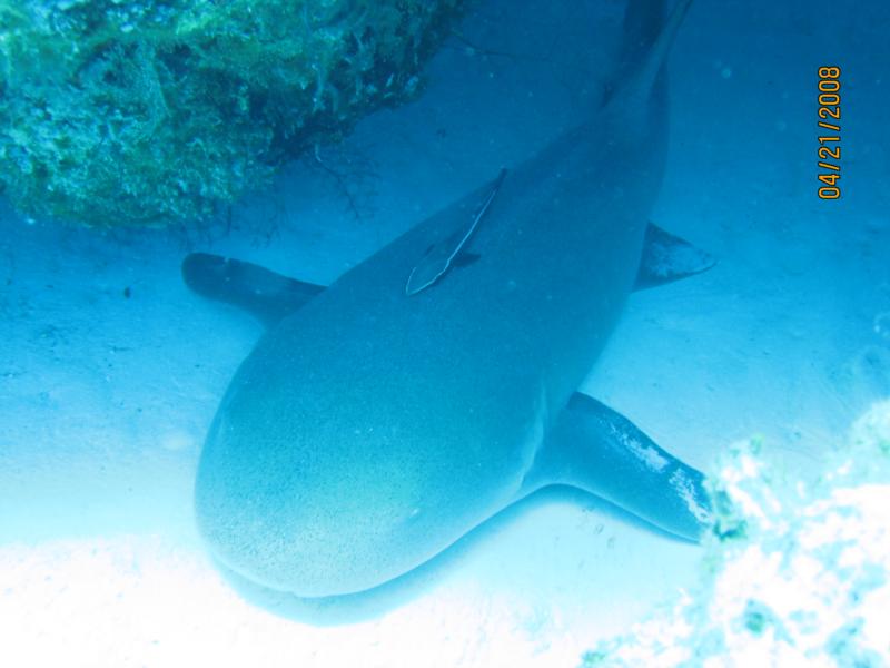 Nurse Shark with a Remora