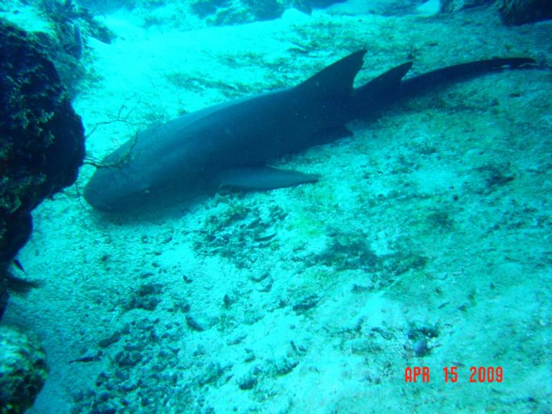 Nurse Shark