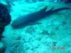 Nurse Shark