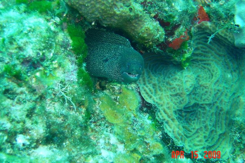 Gold Spotted Moray Eel
