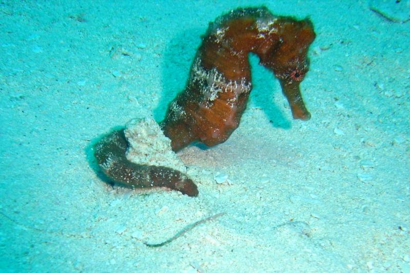 Sea Horse