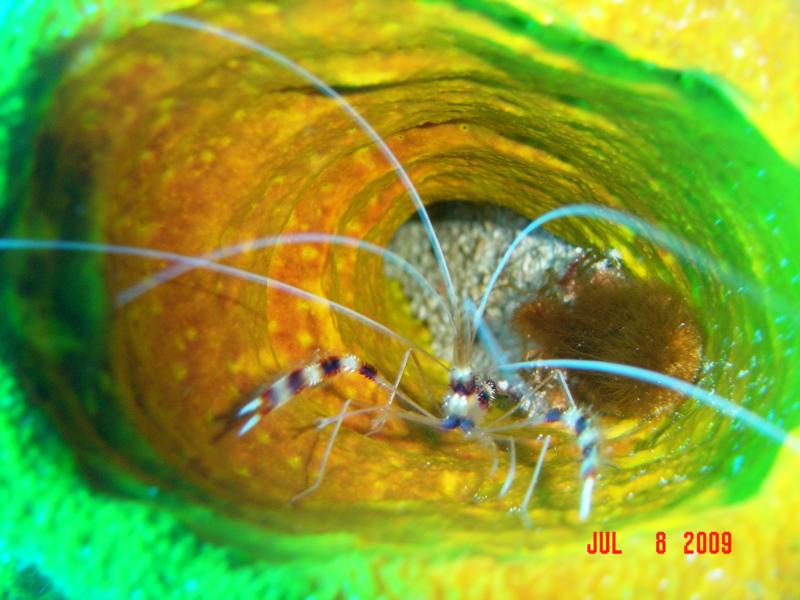 Banded Coral Shrimp