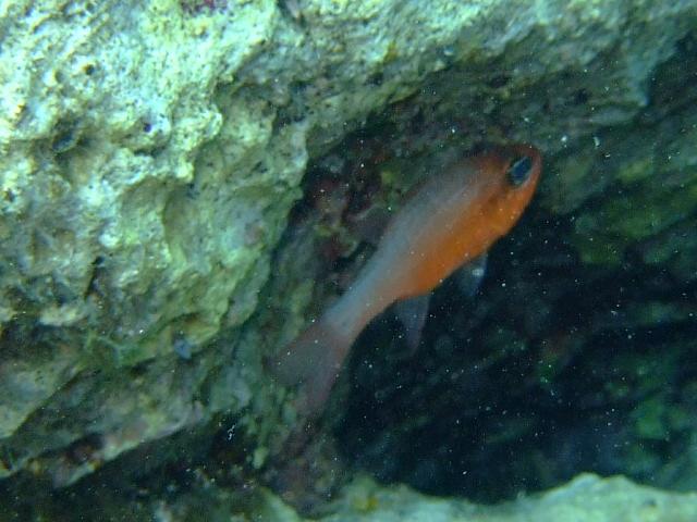 red cardinal fish, malta