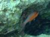 red cardinal fish, malta