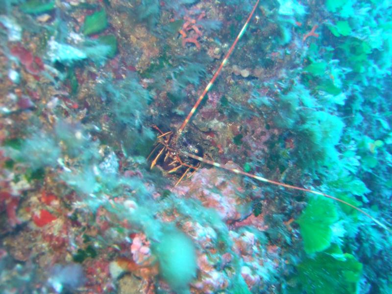 spiny lobster malta