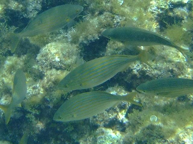 blue hole gozo, stripy yellow fish